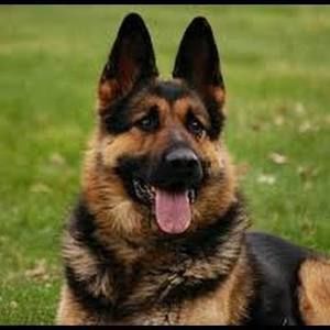 Meet your Posher, Victor